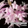 Dendrobium Lawesii Orquídea para Terrario