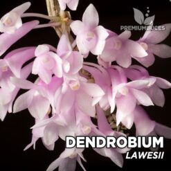Dendrobium Lawesii Orquídea para Terrario
