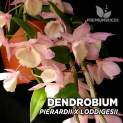 Dendrobium Pierardii x Loddigesii Orquídea para Terrario