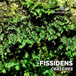 Fissidens sp. "Crassipes" Musgo de Acuario