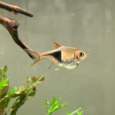 How To Make An Iwagumi Style Aquarium