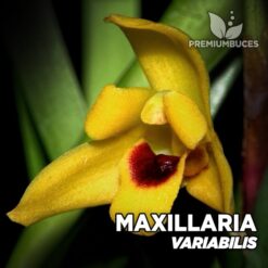 Maxillaria Variabilis Orquídea para Terrario