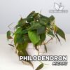 Philodendron Hederaceum (Micans) Terrario Fern