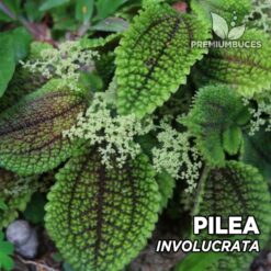 Pilea Involucrata-plant voor terrarium