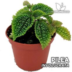 Pilea Involucrata Planta para Terrario