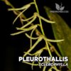 Pleurothallis Sclerophylla Orquídea para Terrario