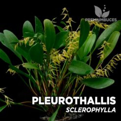 Pleurothallis Sclerophylla Orquídea para Terrario