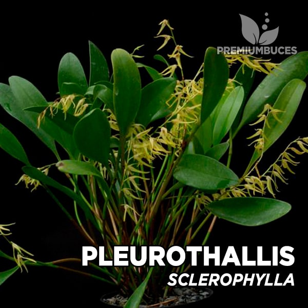 Pleurothallis Sclerophylla 🛒 - PremiumBuces