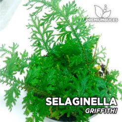 Selaginella Griffithii Helecho para Terrario