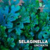 Selaginella Uncinata Helecho para Terrario