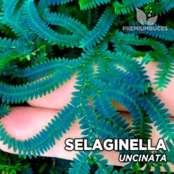 Selaginella Uncinata Helecho para Terrario