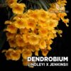 Dendrobium Lindleyi x Jenkinsii Orquídea para Terrario