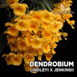 Dendrobium Lindleyi x Jenkinsii Orquídea para Terrario