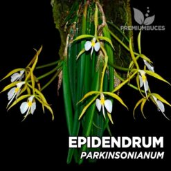 Epidendrum Parkinsonianum Orquídea para Terrario