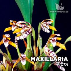 Maxillaria Picta Orquídea para Terrario