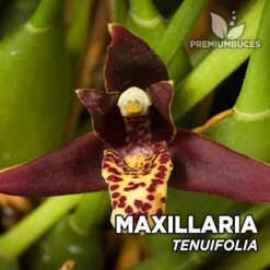 Maxillaria Tenuifolia Orquídea para Terrario