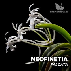 Neofinetia Falcata Orquídea para Terrario