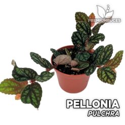Pellionia Pulchra
