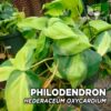 Philodendron Hederaceum var. Oxycardium (Variegata) HElecho para Terrario
