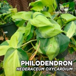 Philodendron Hederaceum var. Oxycardium (Variegata) HElecho para Terrario