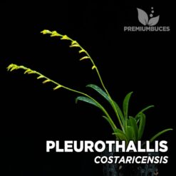 Pleurothallis Costaricensis Orquídea para Terrario