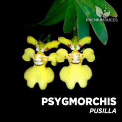 Psygmorchis Pusilla Orquídea para Terrario