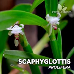 Scaphyglottis Prolifera Orquídea para Terrario