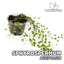 Sphyrospermum Buxifolium