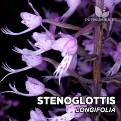 Stenoglottis Longifolia Orquídea para Terrario