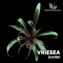 Vriesea Sucrei