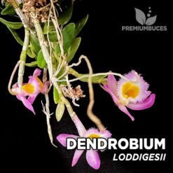 Compra online la Orquídea para terrario Dendrobium Loddigesii. Calidad y entrega excepcional. Dendrobium Loddigesii en Premium Buces.