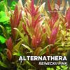 Compra online la planta para acuario Alternanthera Reineckii 