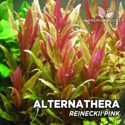 Compra online la planta para acuario Alternanthera Reineckii "Pink". Calidad y entrega excepcional. Alternanthera Reineckii "Pink" en Premium Buces.