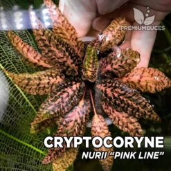 Cryptocoryne Nurii "Pink Line" Planta de acuario