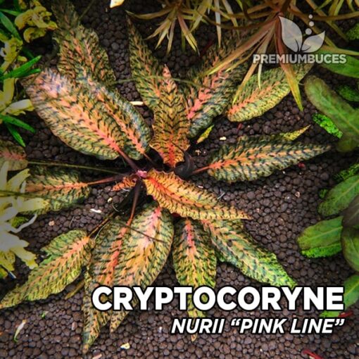 Cryptocoryne Nurii