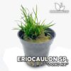Compra online la planta para acuario Eriocaulon sp 
