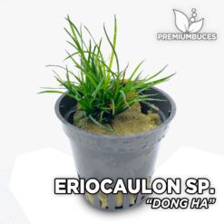 Compra online la planta para acuario Eriocaulon sp "Dong Ha". . Calidad y entrega excepcional. Eriocaulon sp. "Dong Ha" en Premium Buces.