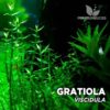 Compra online la planta para acuario Gratiola Viscidula. Calidad y entrega excepcional. Gratiola Viscidula en Premium Buces.