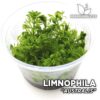 Acquista online la pianta d'acquario Limnophila Australis. Qualità e consegna eccezionali. Limnophila Australis in Premium Buces.
