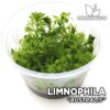 Compra online la planta para acuario Limnophila Australis. Calidad y entrega excepcional. Limnophila Australis en Premium Buces.