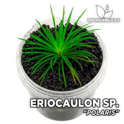 Eriocaulon Polaris Planta de Acuario