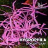 Compra online la planta para acuario Hygrophila Lancea "Chai". Calidad y entrega excepcional. Hygrophila Lancea "Chai" en Premium Buces.