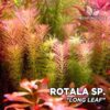 Compra online la planta para acuario Rotala sp. "Long Leaf". Calidad y entrega excepcional. Rotala sp. "Long Leaf" en Premium Buces