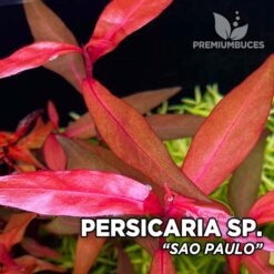 Compra online la planta para acuario Persicaria sp. "Sao Paulo". Calidad y entrega excepcional. Persicaria sp. "Sao Paulo" en Premium Buces.