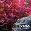 Compra online la planta para acuario Rotala Ramosior "Sunset". Calidad y entrega excepcional. Rotala Ramosior "Sunset" en Premium Buces.