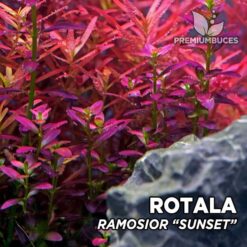 Compra online la planta para acuario Rotala Ramosior "Sunset". Calidad y entrega excepcional. Rotala Ramosior "Sunset" en Premium Buces.