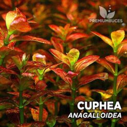 Compra online la planta para acuario Cuphea Anagalloidea. Calidad y entrega excepcional. Cuphea Anagalloidea en Premium Buces.