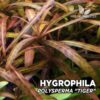 Compra online la planta para acuario Hygrophila Polysperma "Tiger". Calidad y entrega excepcional. Hygrophila Polysperma "Tiger" en Premium Buces.