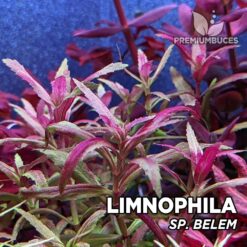 Compra online la planta para acuario Limnophila sp. "Belem". Calidad y entrega excepcional. Limnophila sp. "Belem" en Premium Buces.