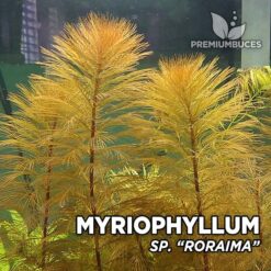 Compra online la planta para acuario Myriophyllum sp. "Roraima". Calidad y entrega excepcional. Myriophyllum sp. "Roraima" en Premium Buces.